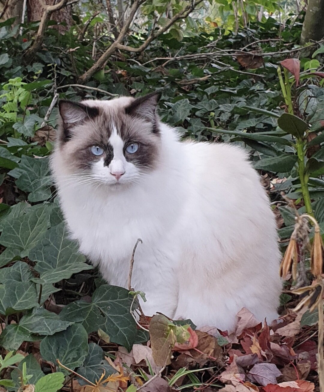 Foto van het dier