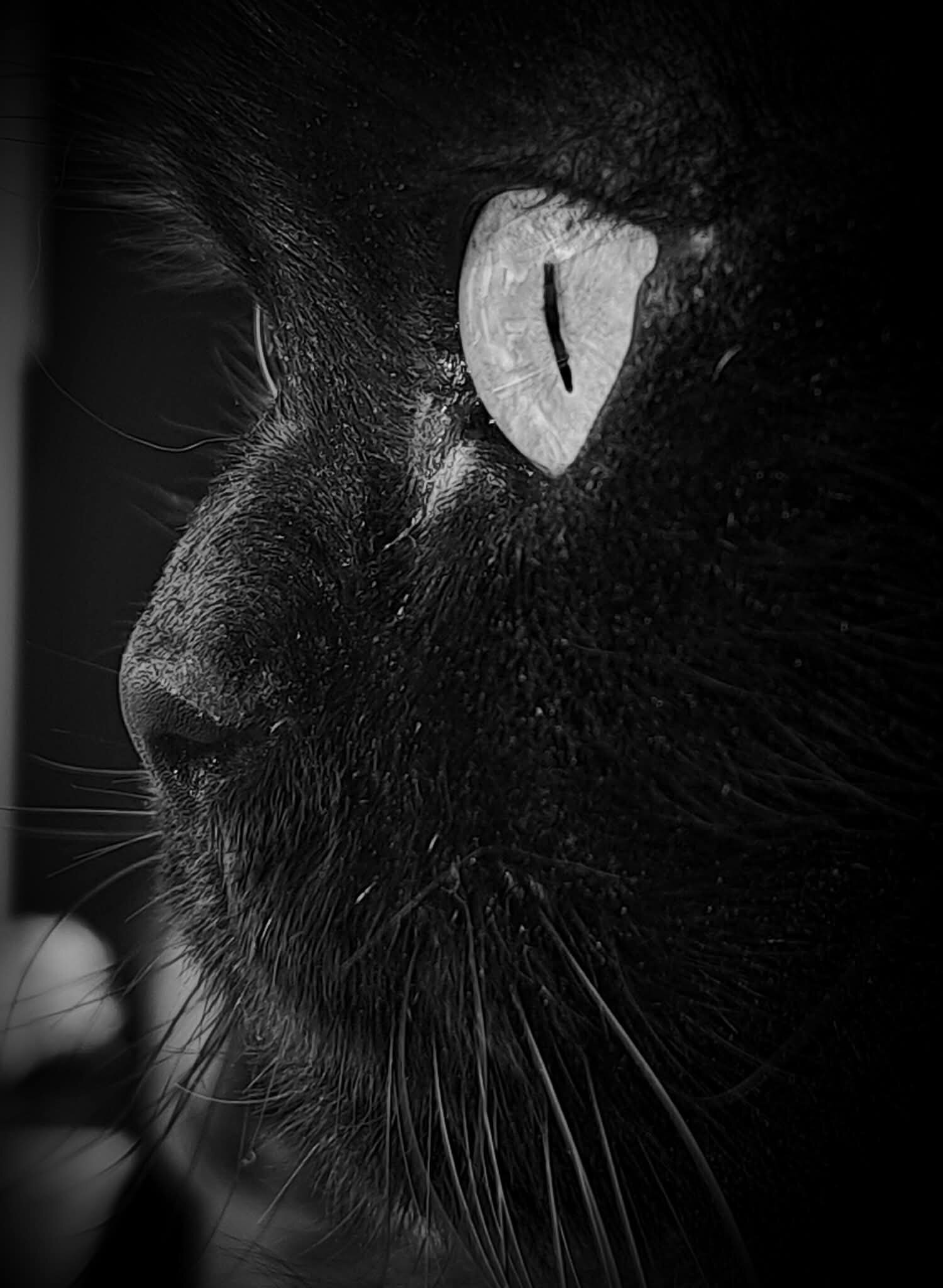 © BinnenBeest.be