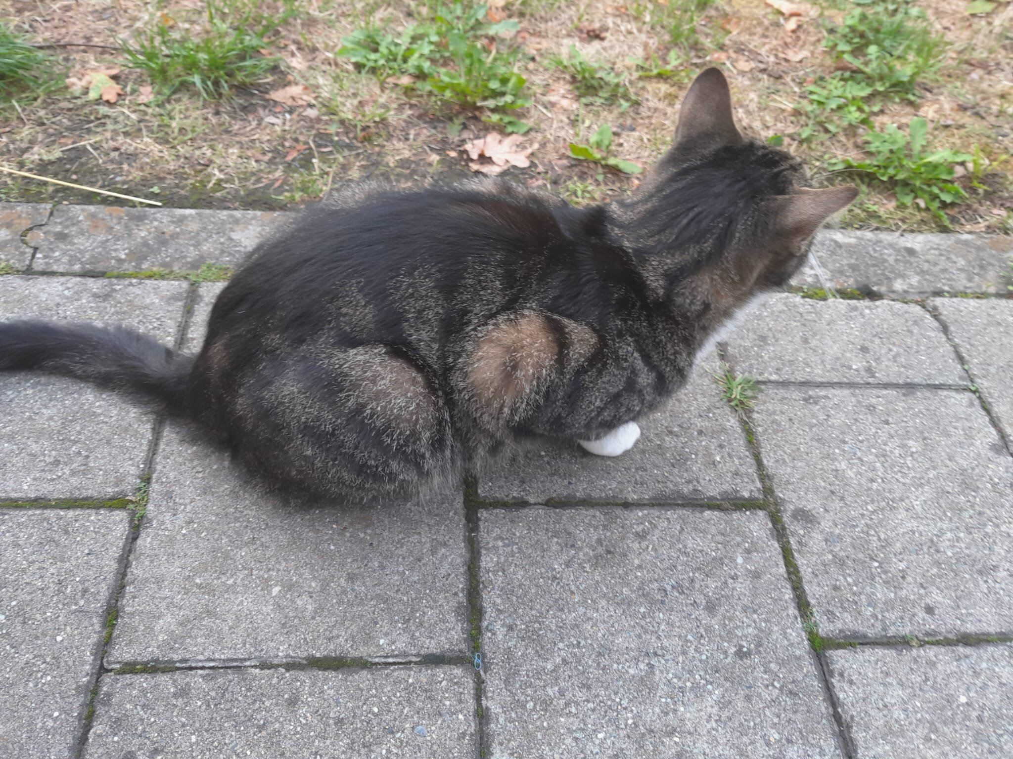 © BinnenBeest.be